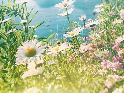 Soft Morning Gratitude | Start Your Day In Peace