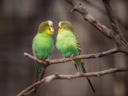 Soft Piano & Bird Singing For Sleep
