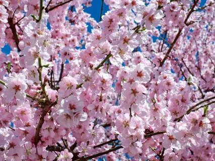 Soft Pink Noise For Grounding & Nervous System Reset