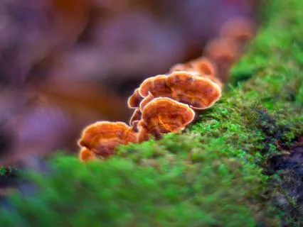 Soft Protection & Nervous System Rest | Forest Meditation