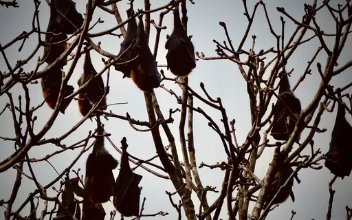 Soft Rain In November