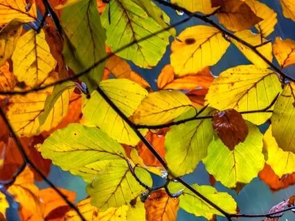 Soft Rain In The Autumn Forest For Relaxing Sleep