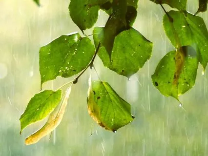 Soft Rain In The Linden Forest For Good Night Sleep