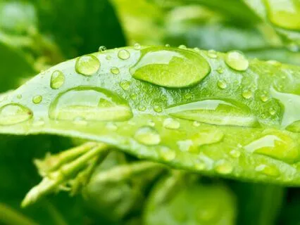 Soft Rain On Leaves | 2.5h Of Soothing Natural Rain Sounds