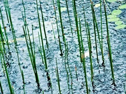 Soft Rain Over The Pond