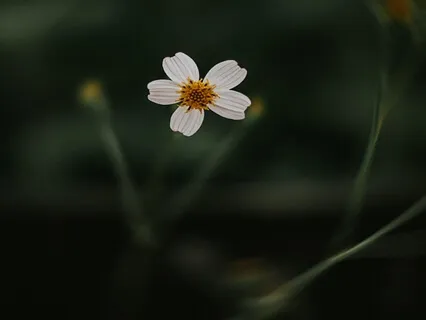 Soft Relax Sounds - 528Hz