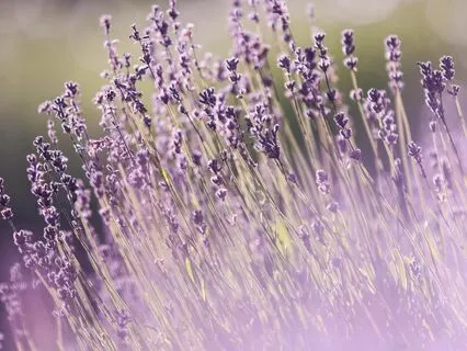 Soft Serenity: Calm Your Worries