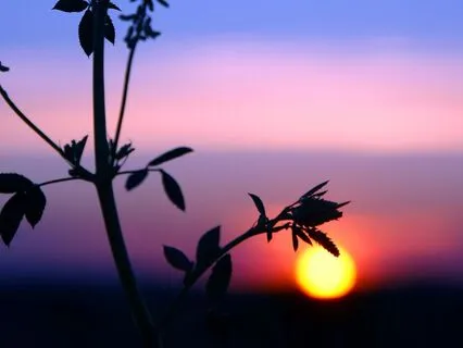 Soft Sleep Music For Deep Nervous System Rest