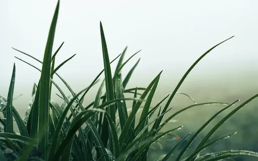 Soft Sounds For Waking Up With Good Vibes