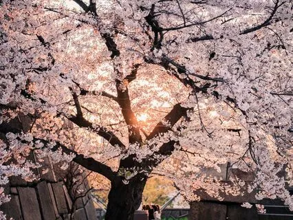 Soft Spring - 2 (Piano And Strings)