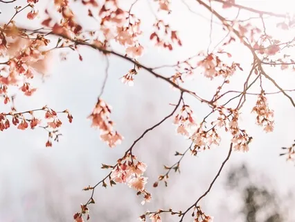 Soft Spring (Piano And Strings)