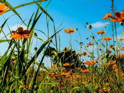Soft Wildflower's Breeze