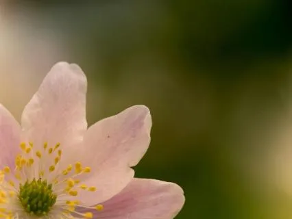 Soften — A Practice For Anxiety