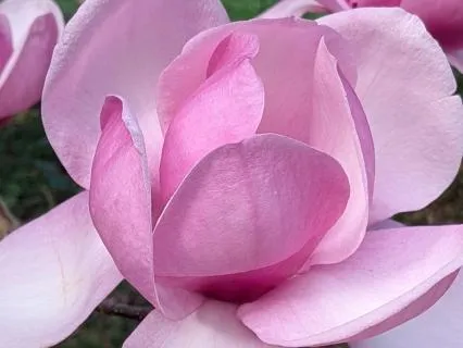 Soften | Mindful Motivation