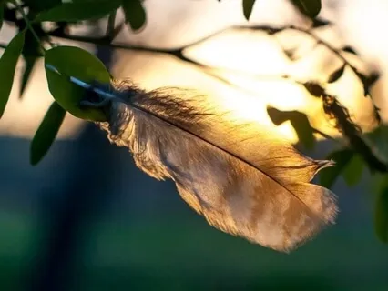 Soften, Soothe, Allow