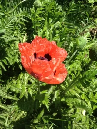 Soften-Soothe-Allow (MSC)