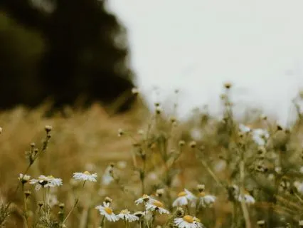 Soften The Self-Blame – Guided Visualization