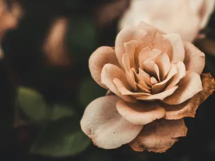 Softening Anxiety — A Poem & Reflection