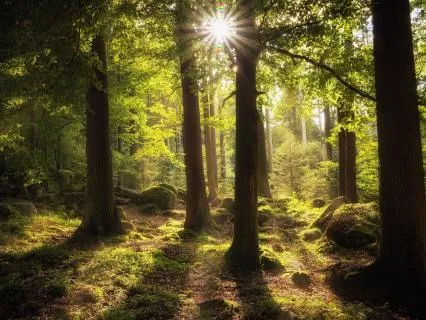 Softening Into Peace A Gentle Yoga Nidra For Calm