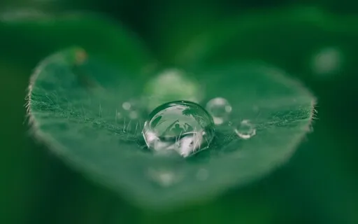 Softening Into Self-Compassion