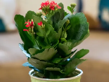 Softening Into Self Love