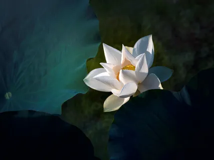 Softening Into Self-Love