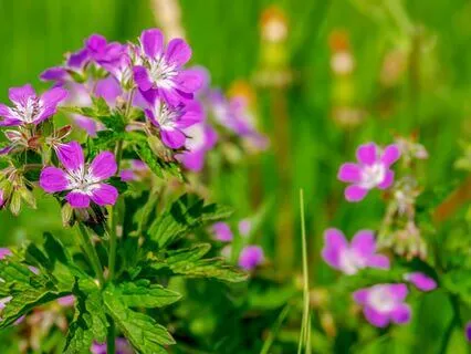 Softening Into Self-Soothing