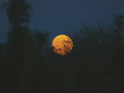 Softening Into Sleep