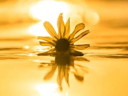 Softening Into Source And Inner Release