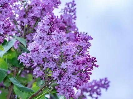 Softening Into The Heart