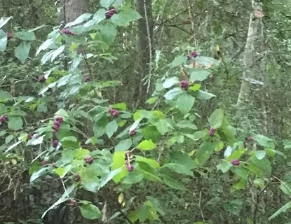 Softening Into Your Grieving Body 