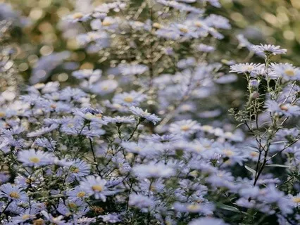 Softening & Opening To Gratitude