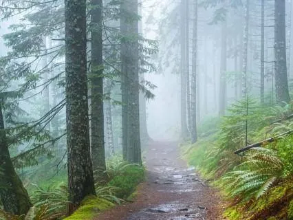 Softening Resistance | Yoga Nidra On Dveṣa