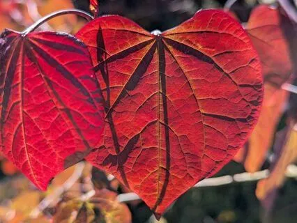 Softening Self-Criticism: EFT Tapping For The Inner Critic