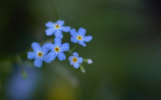 Softening Shame In The Body