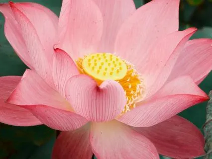 Softening The Barriers To Love