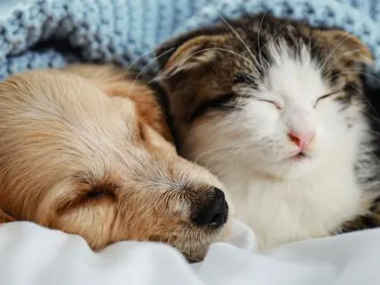 Softening the Body | Deep Relaxation For Pets & People Pt 2