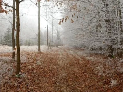 Softening The Heart Reiki Meditation