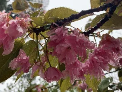 Softening The Pain Knot