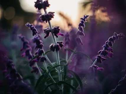 Softening Your Body For Managing Pain & Tension