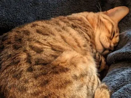 Softly Drift Back To Sleep