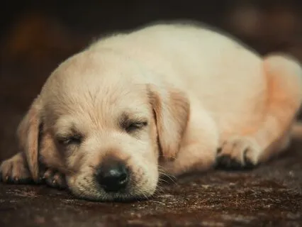 Softly Enjoy Your Deepest Sleep Ever