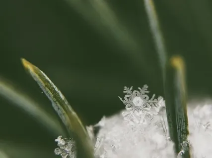 Softly Falls The Gentle Snow