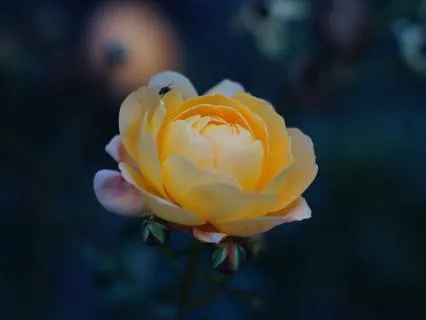 Softly Into Sleep Lullaby