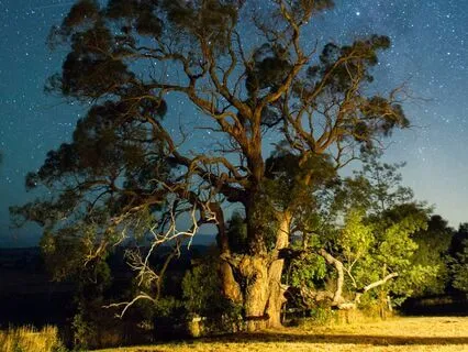 Softly Spoken ASMR Sleep Affirmations For Peaceful Dreams