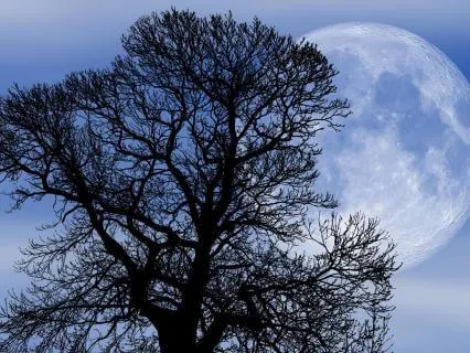 Softly Support Deep Sleep | Nightly Energy Healing/Reiki