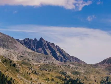 Softly Swaying Trees