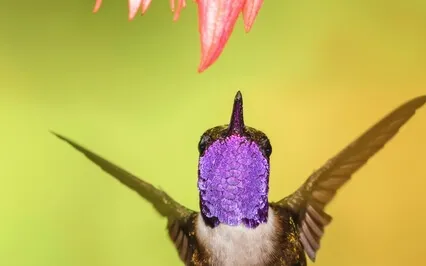 Softness And Release For Anxious Throat Tension