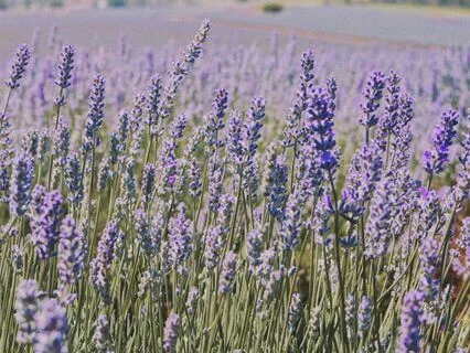 Softness In Violet: A Guided Lavender Meditation