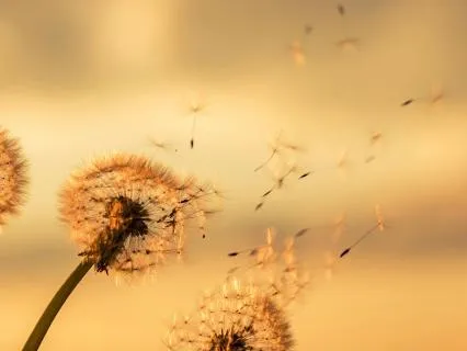 Softness Is Not Weakness